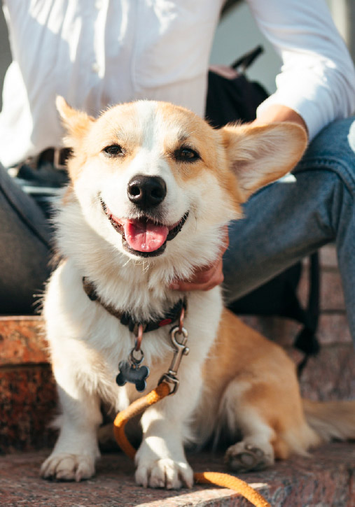 a corgi dog sitting with a person outside